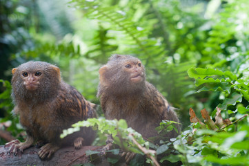 Pair of pygmy monkeys sitting in green grass.