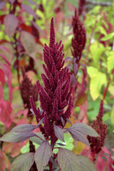 Flowering of the beautiful Purple Amaranthus in the city park
