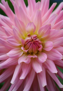 A beautiful pink pastel colored dahlia flower