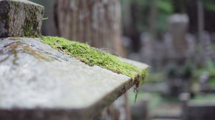 mousse verte sur une pierre