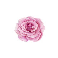 Watercolor rose isolated on white background. Handmade drawing.