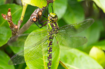 Libelle auf einem Blatt 