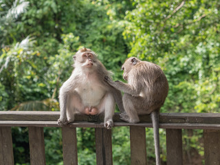 Macaca fascicularis in monkey forest of Ubud, Bali, Indonesia