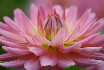 Closeup of a pink pastel colored dahlia flower