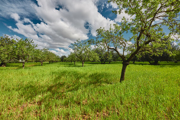 Bäume im Sommer Hintergrund Landschaft wolken blauer Himmel grünes Gras