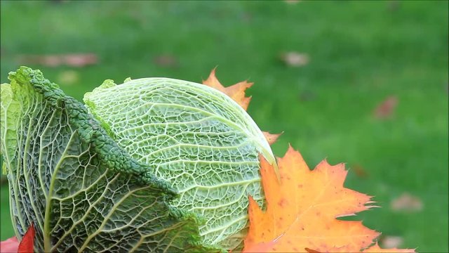 savoy vegetable rotate on autumn leaves
