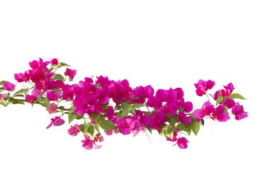 Fototapeten bougainvilleas isolated on white background. © krsprs
