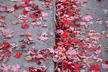 Red leaves on autumn on a sidewalk/pavement