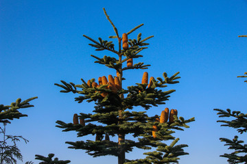 pinecone in morning sun and blue sky