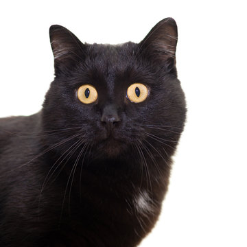 Portrait of a black cat on a white background 