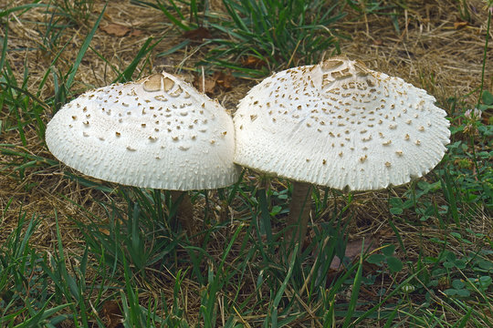 False parasol mushroom (Chlorophyllum molybdites). Called Green-spored lepiota and Vomiter also.