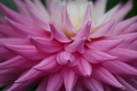 Closeup of pink pastel white colored dahlia flower petals