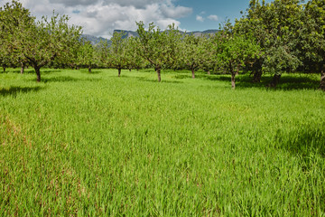 Fototapeta premium Bäume im Sommer Hintergrund Landschaft wolken blauer Himmel grünes Gras