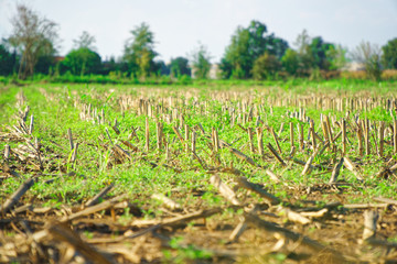 Corn field after harvest and cutting, rape