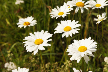 Obraz na płótnie Canvas Leucanthemum vulgare or ox-eye daisy or oxeye daisy flowers