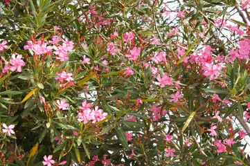 Nerium oleander plant pink blossoming shrub 
