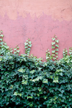 Creeping plant on stone wall