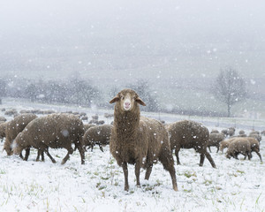 Schaf mit Herde auf Weide im Winter bei schneefall