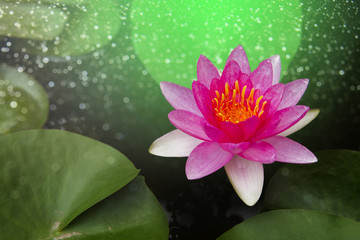 Wonderful Pink lotus , Buachompoo , Water Lily.