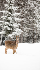 Deers in the snowy forest