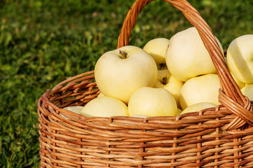 ripe large apples in a wicker basket