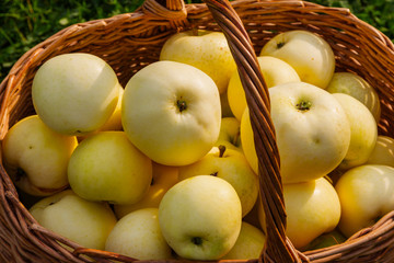 ripe large apples in a wicker basket