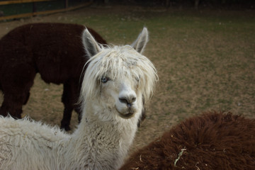 muzzle of happy alpacas as a rock star