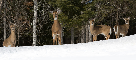 Deers in the snowy forest