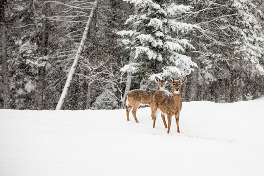 Deers in the snowy forest