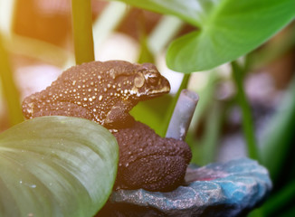 Toad in garden at home.