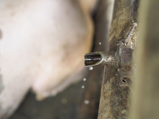 Faucet, For the pig to drink water