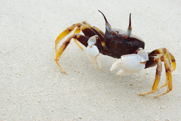 Crab on sand