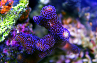Stylophora colorful SPS coral in saltwater aquarium reef tank  - obrazy, fototapety, plakaty