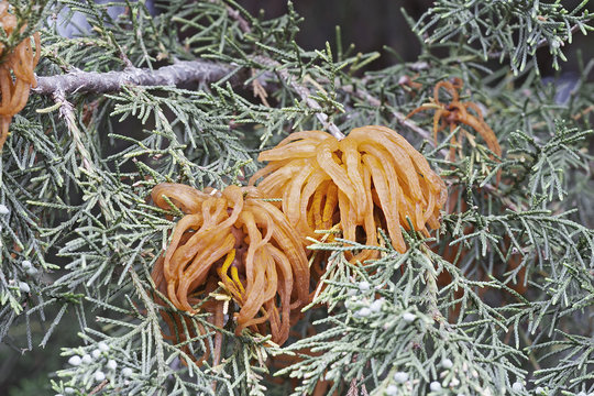 Juniper-apple rust fungus (Gymnosporangium juniperi-virginianae). Called Cedar-apple rust also.