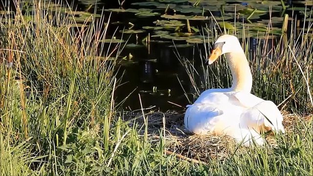 swan breeds in nest near pond, zoom in
