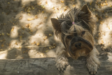 Cute yorkshire terrier outdoor.