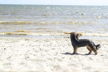 Yorkshire terrier stands near the sea.