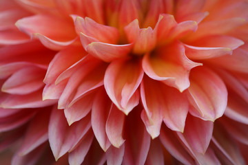 Closeup of a Beautiful Dahlia Flower - Warm Autumn Color Space