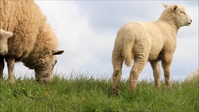 sheep ewe with her lamb
