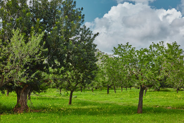 Bäume im Sommer Hintergrund Landschaft wolken blauer Himmel grünes Gras