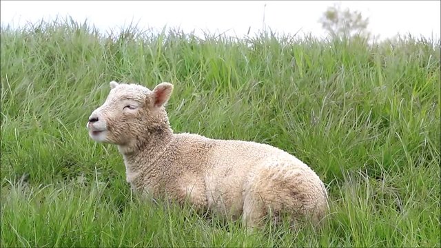 cute white lamb looking

