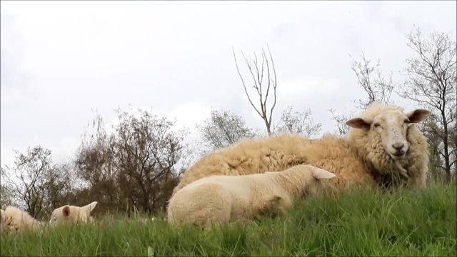 sheep ewe with her lamb

