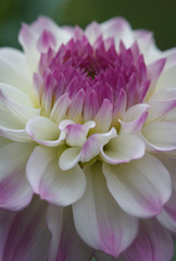 Closeup of a pastel purple white dahlia flower