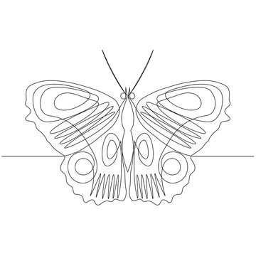 drawing from a continuous line of an isolated butterfly vector object