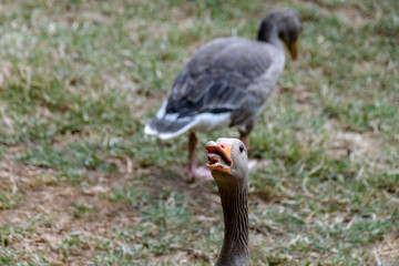Greylag goose (anser anser) hissing to protect flock