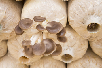The cultivation of Angel mushrooms. oyster mushroom. Angel mushroom.Volvariell. Fresh angel mushrooms growing.
