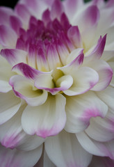 Closeup of a pastel purple white dahlia flower