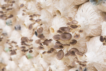 Obraz na płótnie Canvas The cultivation of Angel mushrooms. oyster mushroom. Angel mushroom.Volvariell. Fresh angel mushrooms growing.