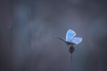 Papillon bleu sur fond sombre
