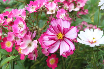 Cosmos flower in pink and rose Mozart